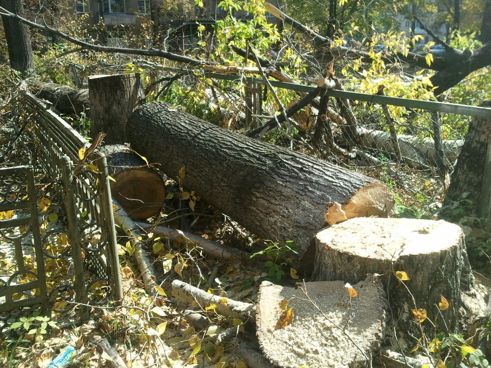 Воронежские власти потратят 25 миллионов рублей на вырубку деревьев