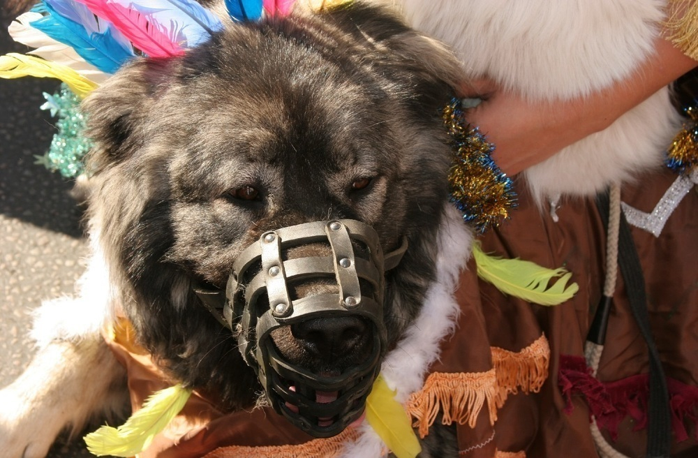 На парад собак в День города в Воронеже пришли кавказец, долматинец и шпицы