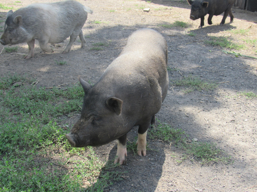 Воронежскому фермеру вынесли приговор за распространение африканской чумы свиней