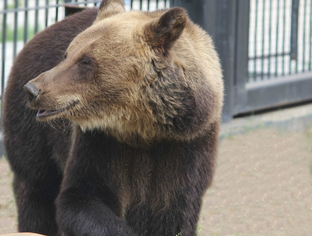 В Воронежском зоопарке медведи Маша и Умка проснулись после зимней спячки