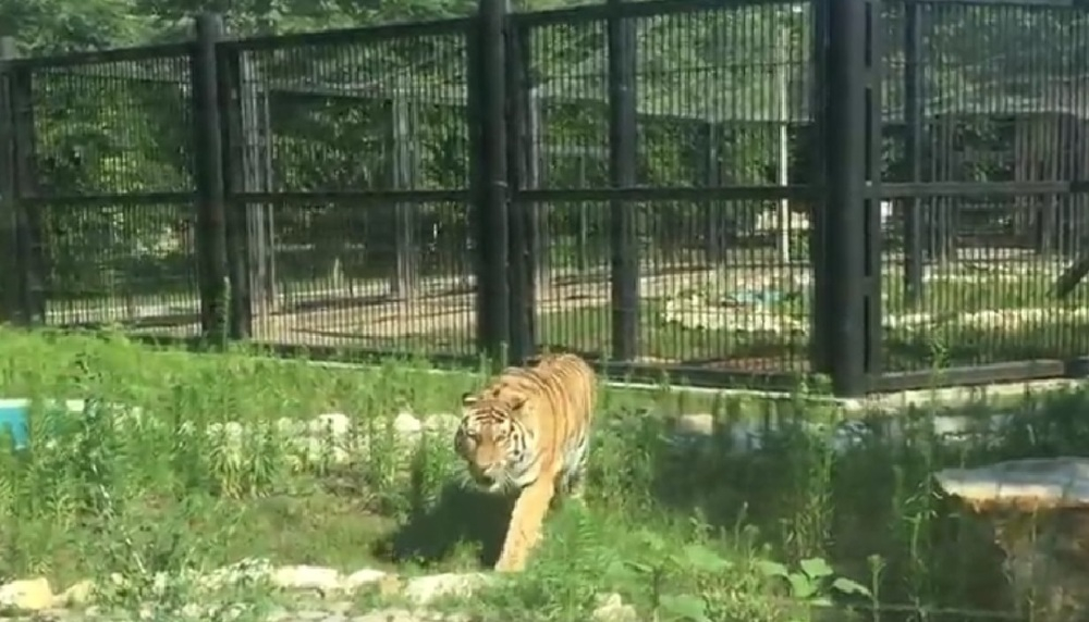 На видео попала жизнь амурского тигра в шикарном вольере Воронежского зоопарка