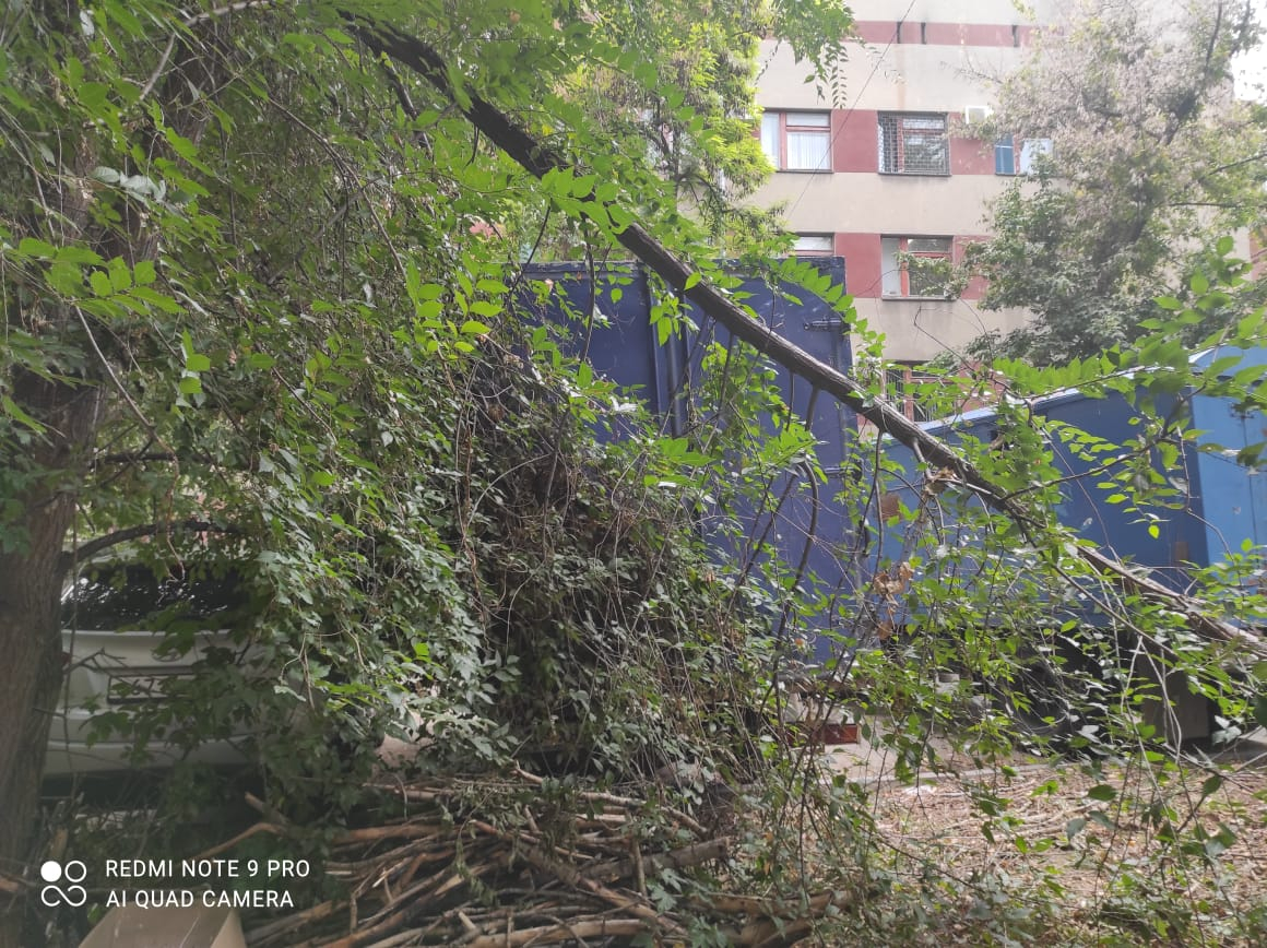 Двор пушка Воронеж. Деревья в Воронеже в какие растут во дворах.