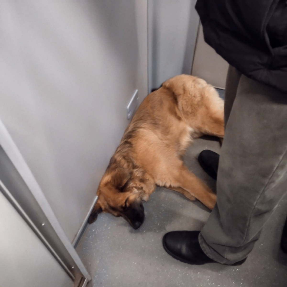 Пассажиры не заметили. Пёс пассажир. Необычный пассажир в автобусе. Шесть собак. Потерялась собака Воронеж.