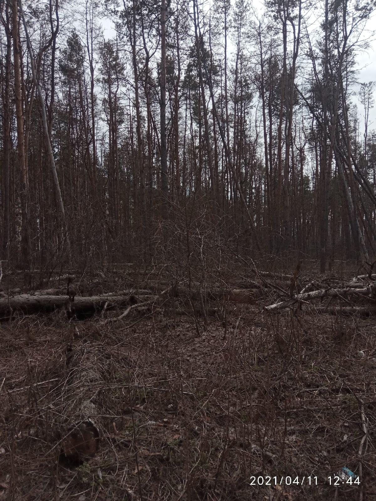 Аренда лесов воронеж. Парк Северный лес Воронеж. Малышевский лес Воронеж. Шиловский лес Воронеж. Шуберский лес Воронеж.