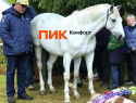 Коммунальная лошадь наконец сдохла в Воронеже