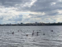 Массовое купание устроили воронежцы в парке
