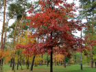 Красные дубы могут появиться в лесах Воронежской области