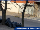 «Блокнот Воронеж» стал последней инстанцией, способной помочь с вывозом листьев