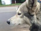 В Воронеже преданный пес ждёт своего хозяина на одном и том же месте около двух месяцев 