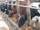 Производство БАДов для коров за 300 млн рублей организуют в Воронежской области