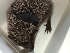 Разрезал кожу: воронежцы спасли ёжика, застрявшего в пакете