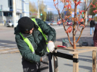 Посадку деревьев перед зимними холодами объяснили воронежские чиновники