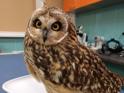 Врачи собрали крыло болотной сове после аварии на путях в Воронеже