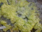 В Воронеже мужчина чуть не утонул в водорослях водохранилища
