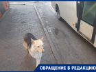 Новый пес-путешественник: по воронежским маршруткам опять скитается собака