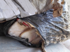 20 тонн тухлого мяса нашли в Воронеже