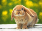 Китайцы займутся производством крольчатины в Воронежской области