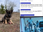 "Я за нее голову порву": мужчину обвинили в краже собаки, которую он спас в Воронежской области 
