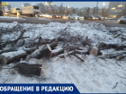  Воронежцы бьют тревогу из-за массовой вырубки деревьев 