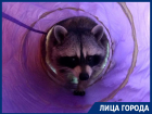 О кровавых последствиях содержания енотов дома рассказали воронежцы