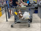 Собаку осудили за катание в продуктовой тележке в Воронеже