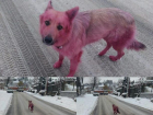 В Воронеже живодеры покрасили собаку в розовый цвет