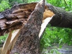 Огромное дерево рухнуло на женщину с ребенком в Воронеже