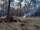 Сплошные вырубки леса и костры обнаружили на 9-м километре Воронежа