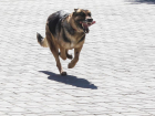 Площадку для выгула собак организуют за 2,6 млн рублей в Россоши Воронежской области