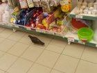 Воронежцев рассмешил голубь, который «закупается» в «ОКЕЕ» на Шишкова