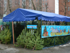 На Шишкова в Воронеже полиция с чиновниками закрыла незаконный елочный базар