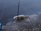 Маленький хищник с белоснежным мехом замечен в Воронеже