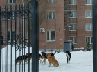 Воронежские студенты и преподаватели: "Огромные стаи бродячих псов нападают на нас каждый день около ВГУ"