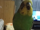 Зевающего попугая показали воронежцам на видео