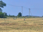 Аисты устроили парад в Воронежской области
