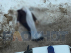 Полиция прокомментировала ситуацию с трупом в центре Воронежа