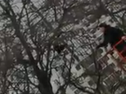 Операция по спасению грача в Воронеже попала на видео