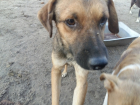 Бывший зек устроил жестокую расправу над щенками на глазах у детей в Воронеже