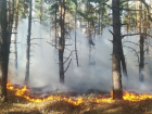 Пожар в Новохоперском лесничестве тушили около часа в Воронежской области