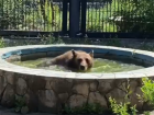 Как медведи в воронежском зоопарке спасаются от зноя