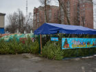 В Воронеже решили сжигать елки из Пензенской области