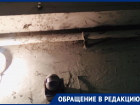Трупы насекомых в паутине мешают воронежцам жить