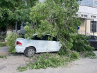 Дерево рухнуло на легковушку у детской поликлиники в Воронеже