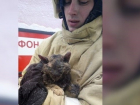 Пострадавшая во время взрыва в воронежской бане кошка нашла своего хозяина
