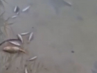 Десятки мертвых рыб усыпали популярный пляж в Россоши Воронежской области