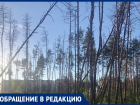 Падающие деревья в Северном лесу вновь привлекли внимание воронежцев