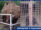 Умирают или нет: что происходит с животными в воронежском клубе «Спартак»