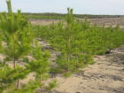Воронежской области пообещали 150 га нового леса до конца года