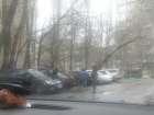 В Северном микрорайоне Воронежа на иномарку рухнуло дерево