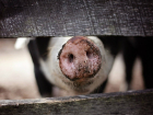 После вспышки Африканской чумы свиней крупнейший свинокомплекс  Воронежской области сняли с карантина